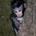 monkey_macaque_balinese_mf_ubud_v_1365_bal5086.jpg